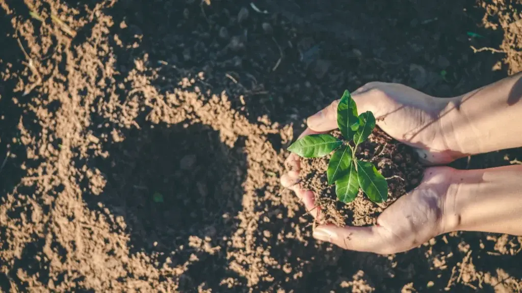 Planting a Tree in Memory of a Loved One: A Lasting Tribute
