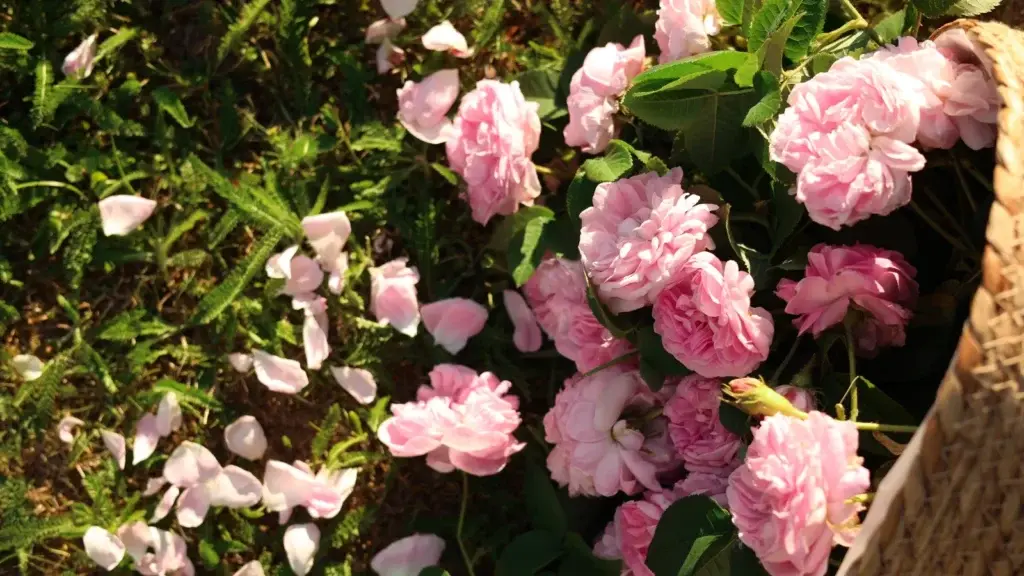 How to Plan Your Own Funeral: Complete Guide & Checklist