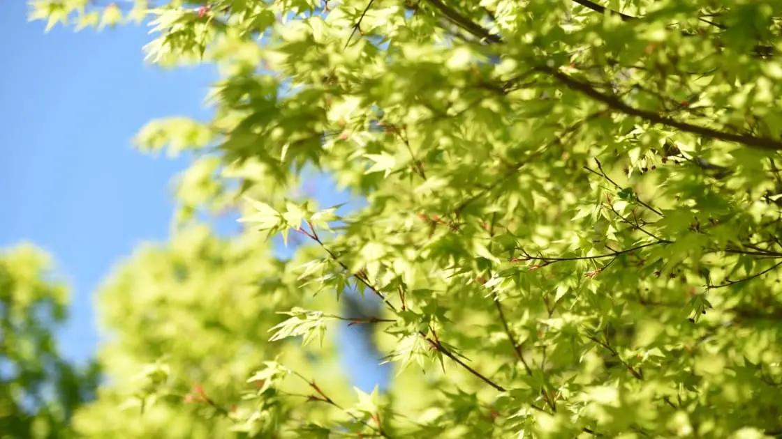 Green Burial Australia: Eco-Friendly Options