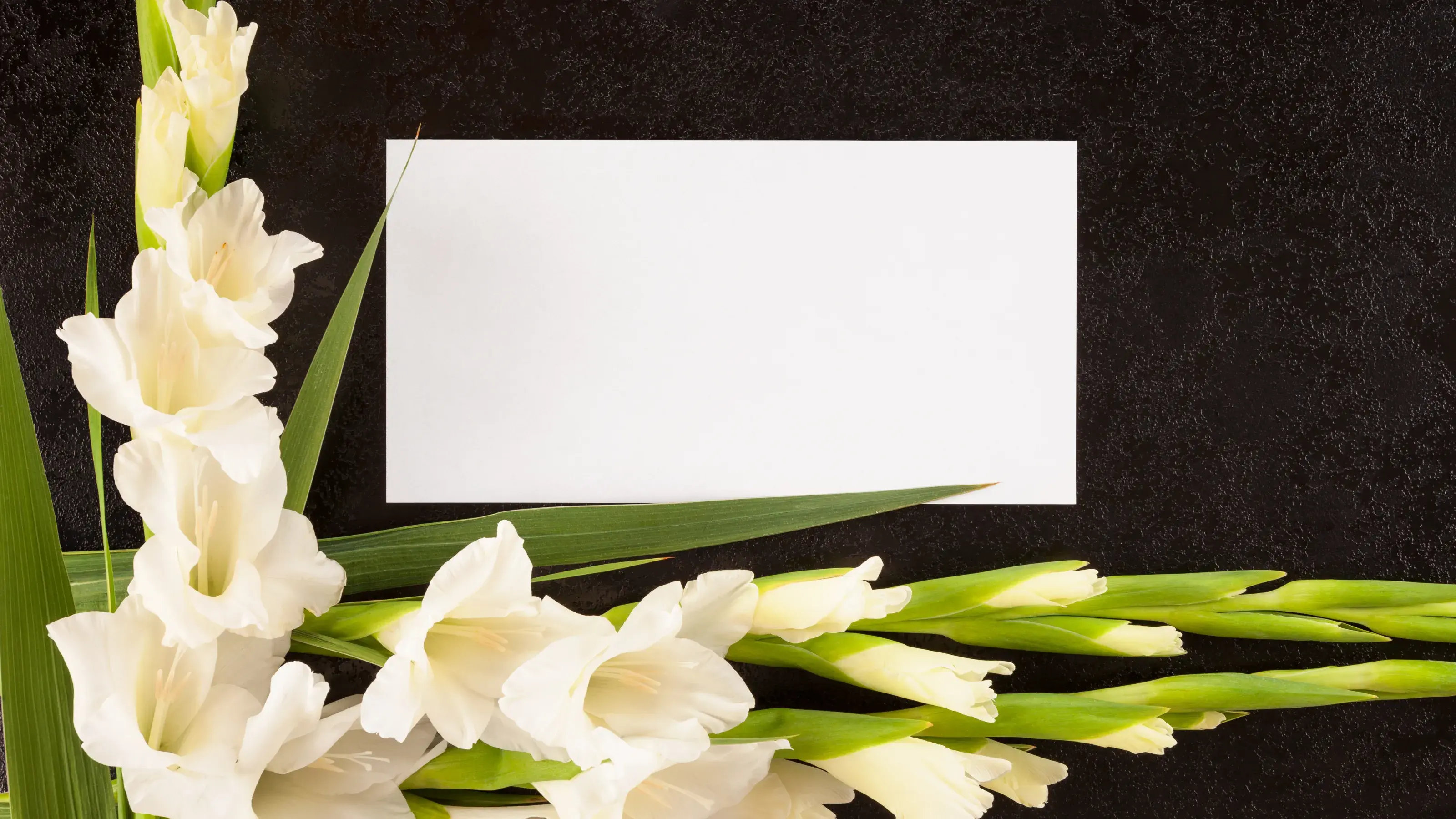 How to Start an Obituary: Simple Examples and Writing Tips